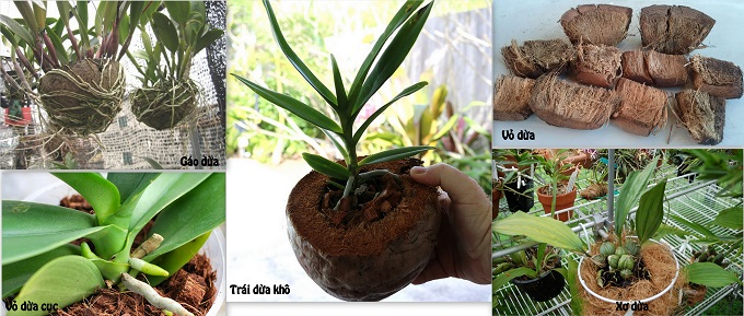 Trồng lan hồ điệp bằng dừa khô